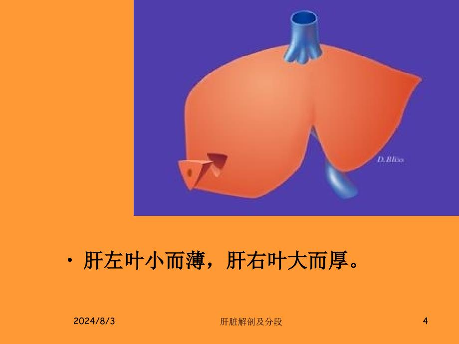 肝脏的解剖及分段分叶_第4页