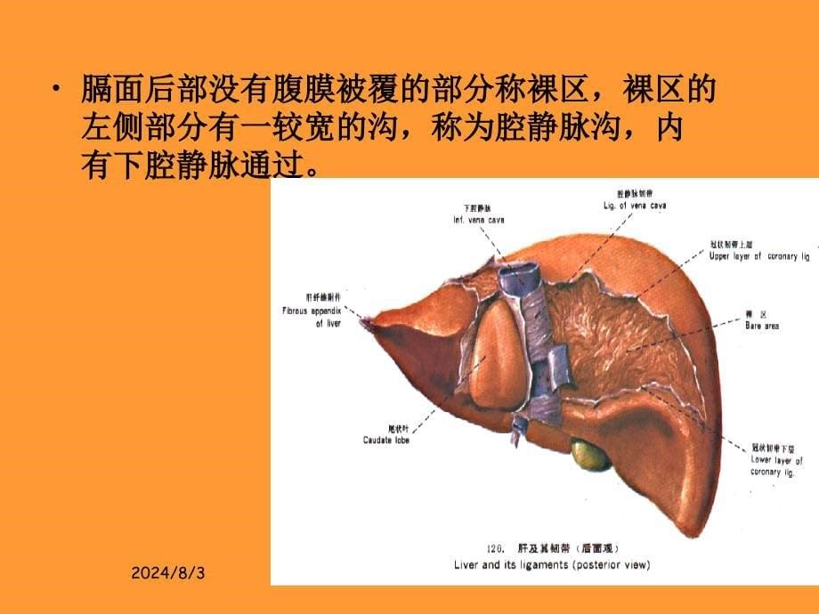 肝脏的解剖及分段分叶_第5页