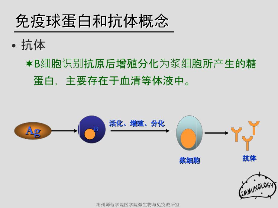 《疫球蛋白》课件_第3页