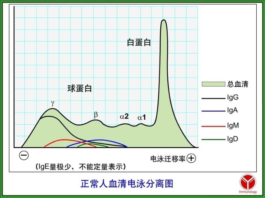 《疫球蛋白》课件_第5页