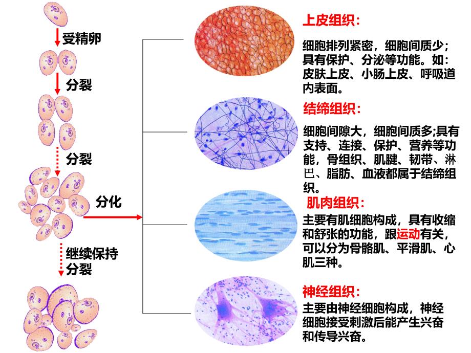 植物体的主要组织.ppt_第1页