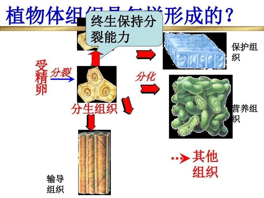 植物体的主要组织.ppt_第5页