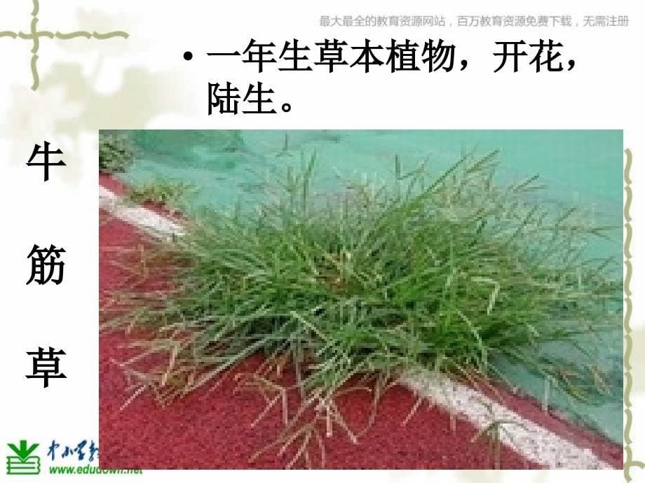 教科版学六上多种多样的植物PPT课件_第5页