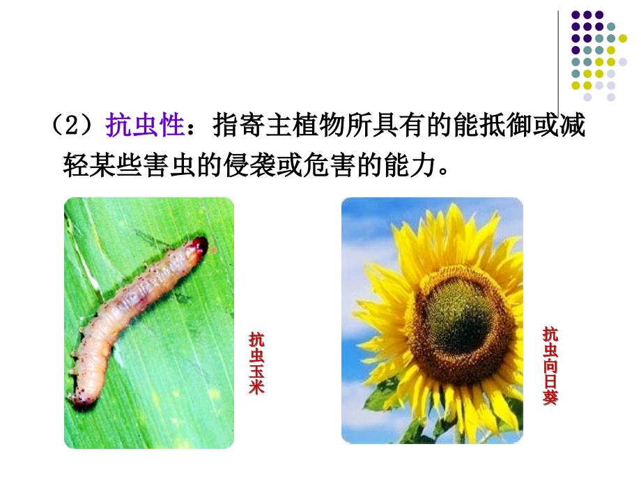 《抗虫病育种》PPT课件.ppt_第4页