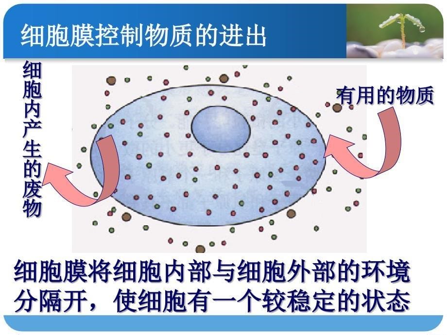 细胞的生活要能量_第5页