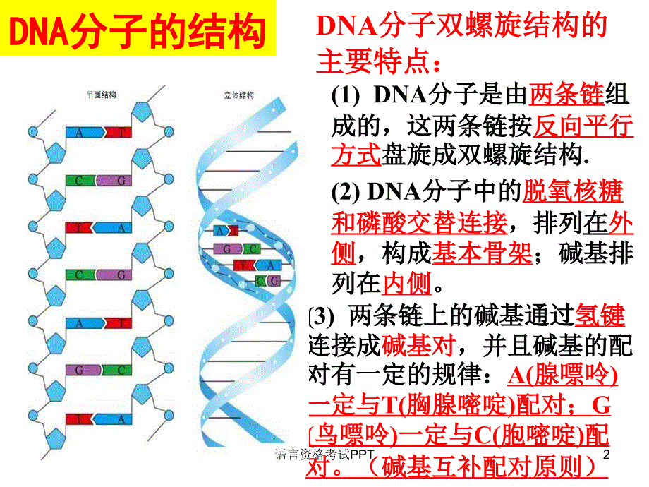 DNA分子的结构有关计算_第2页