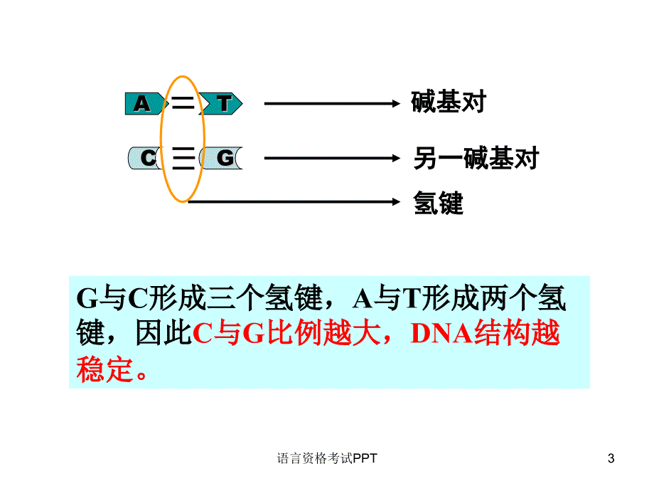 DNA分子的结构有关计算_第3页