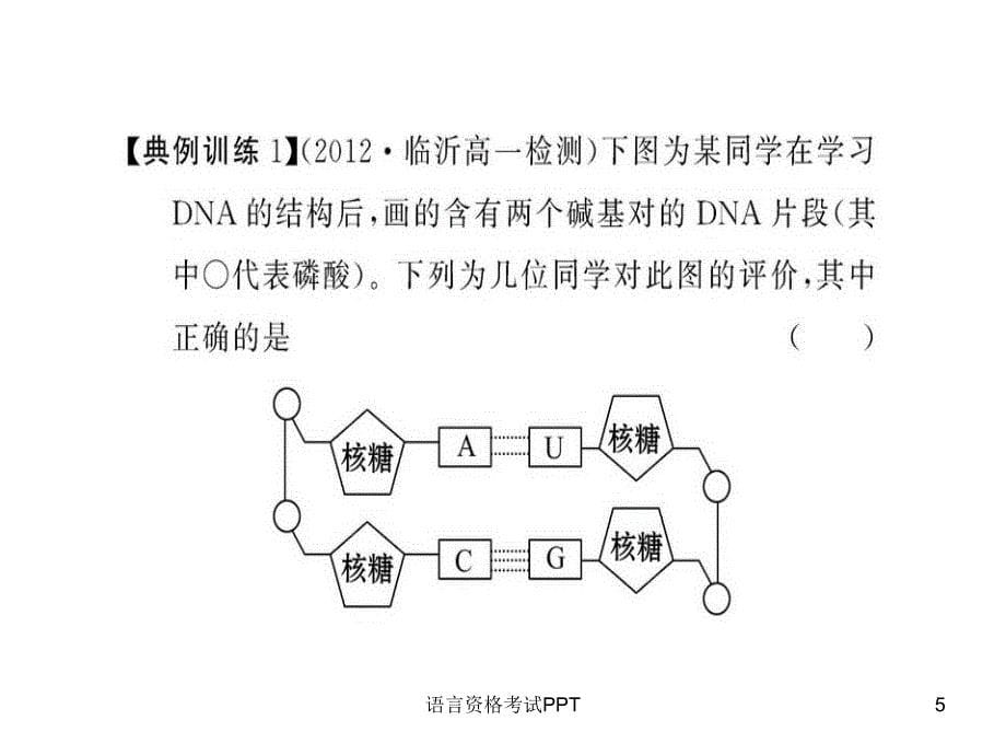 DNA分子的结构有关计算_第5页