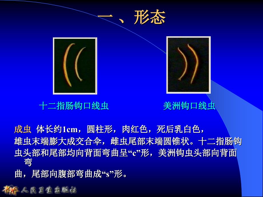 寄生虫——钩虫_第2页