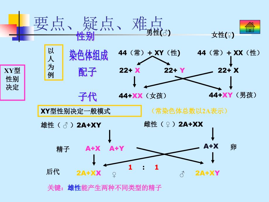 六课遗传与变异_第4页