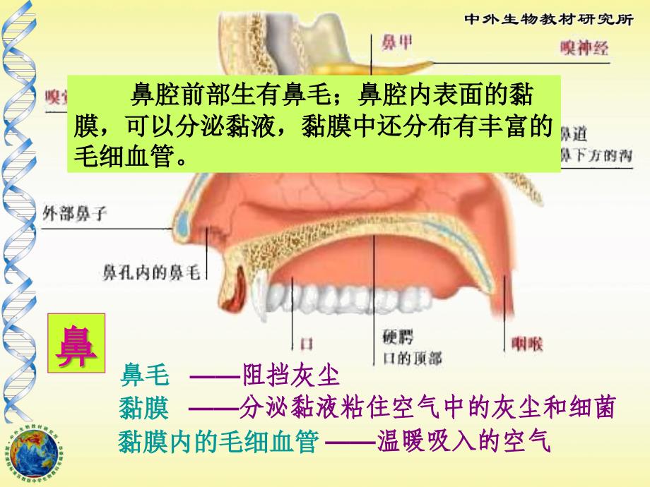 103人体与外界环境的气体交换_第4页