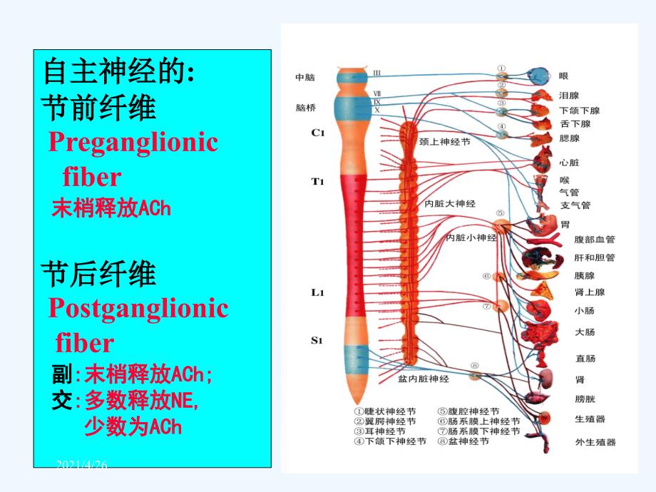 心血管活动的调节_第2页