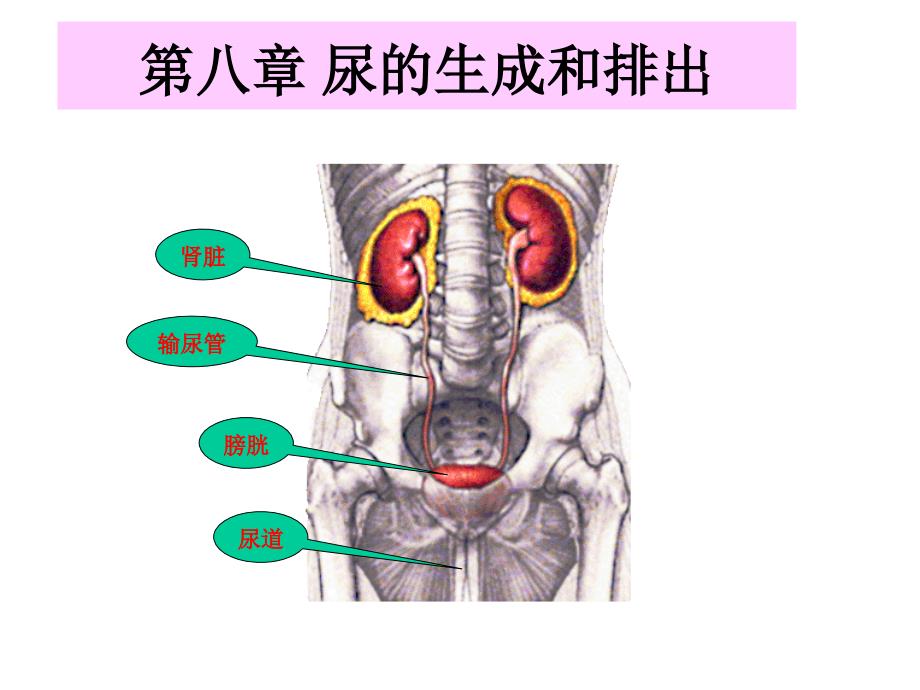 第八章尿的生成和排出8_第1页