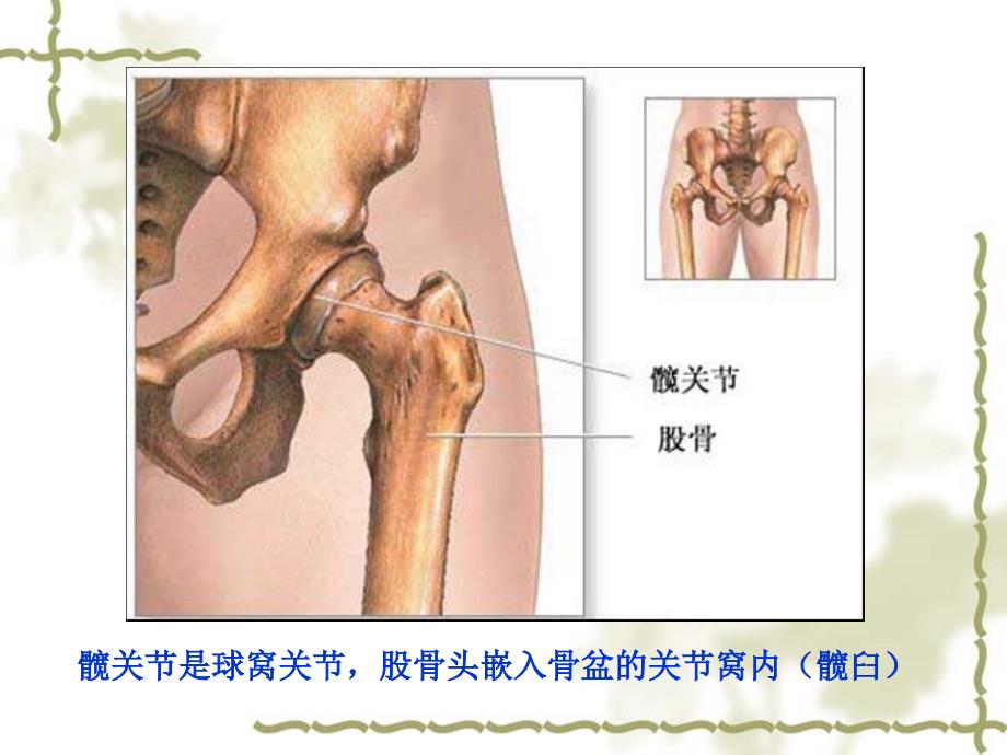 髋关节置换术后功能训练ppt课件_第3页