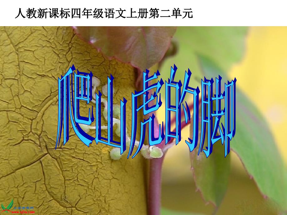 爬山虎的脚第一课时.ppt_第2页