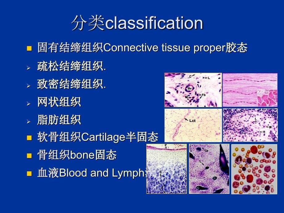 组胚结缔组织PPT课件_第5页