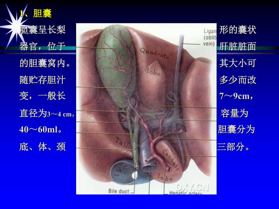 第七章,胆囊,第一二节_第4页