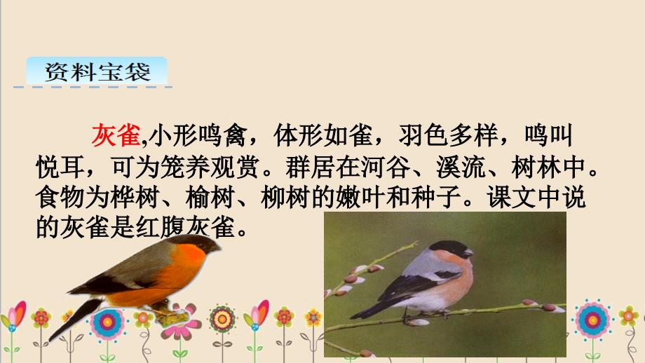 部编版三年级语文上册：灰雀第二课时.ppt_第3页