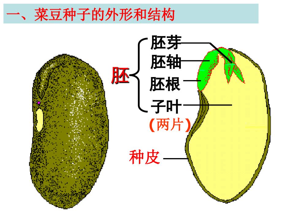 浙教版七年级下册科学植物的一生_第3页