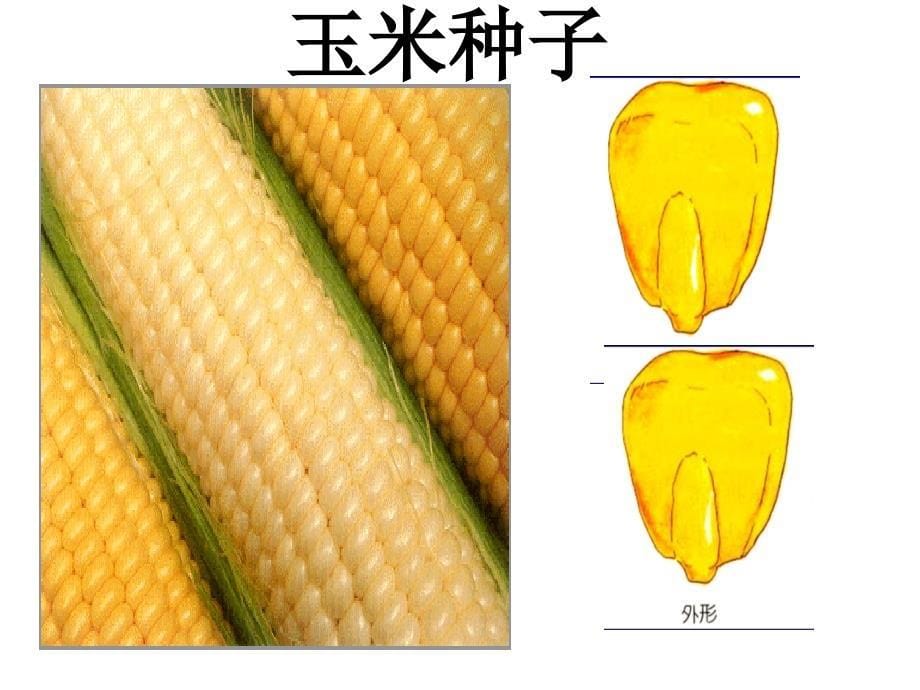 浙教版七年级下册科学植物的一生_第5页