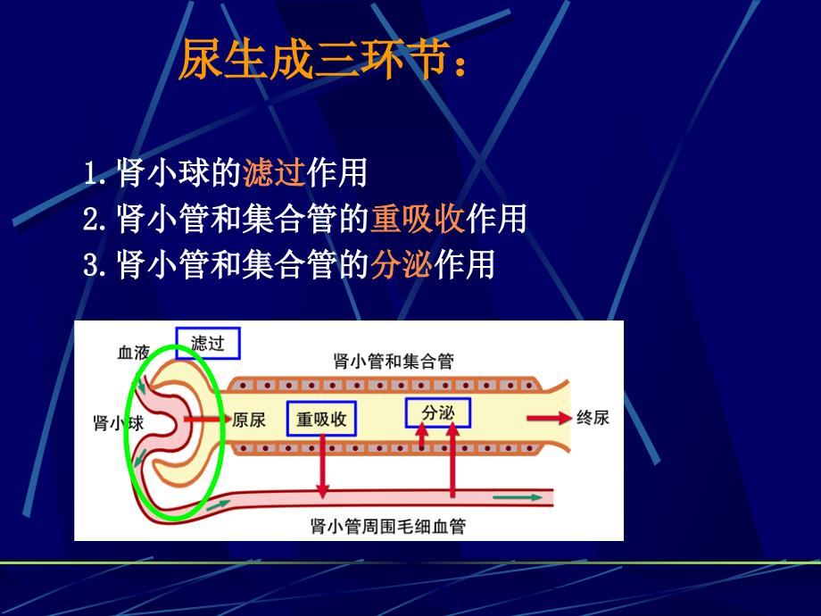 18.利尿药与脱水药_第2页