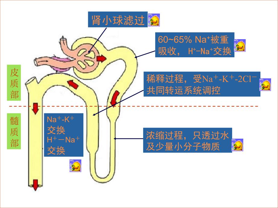 18.利尿药与脱水药_第3页