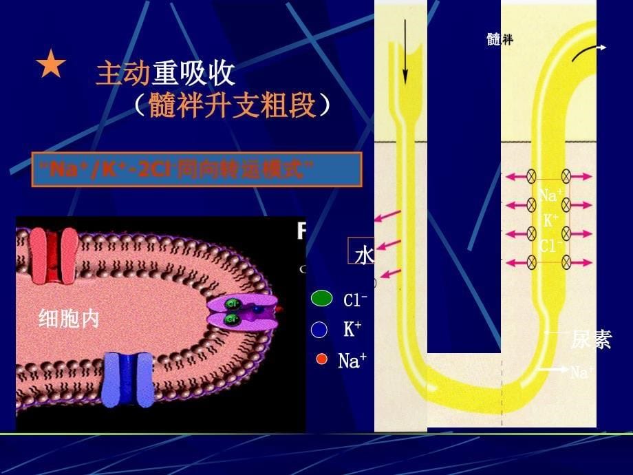 18.利尿药与脱水药_第5页