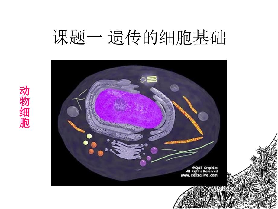 项目一遗传物质PPT课件_第2页