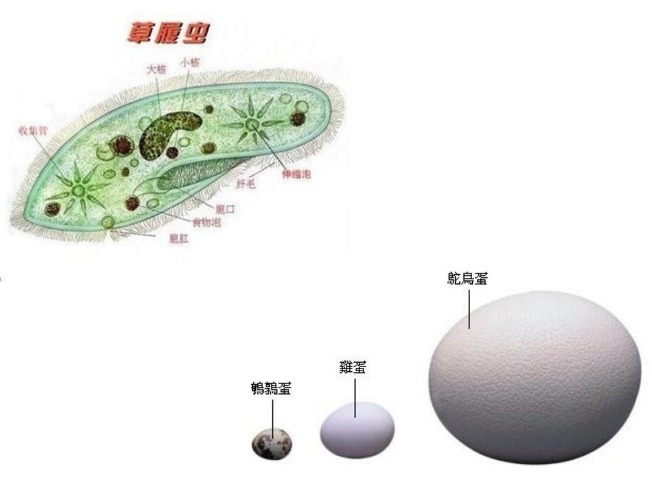 项目一遗传物质PPT课件_第3页