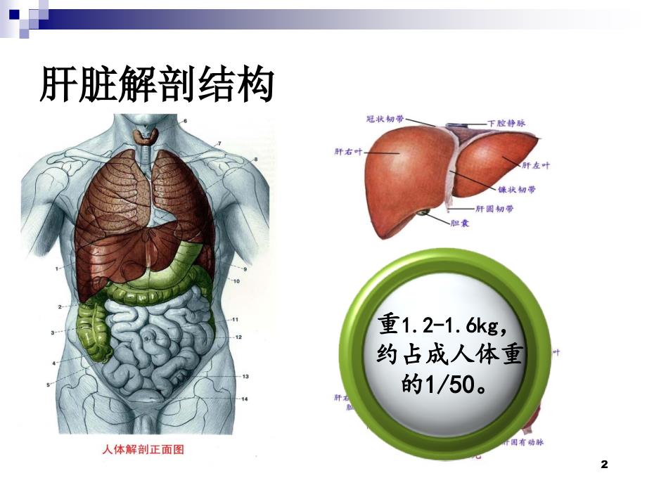 保肝药的合理选用_第2页