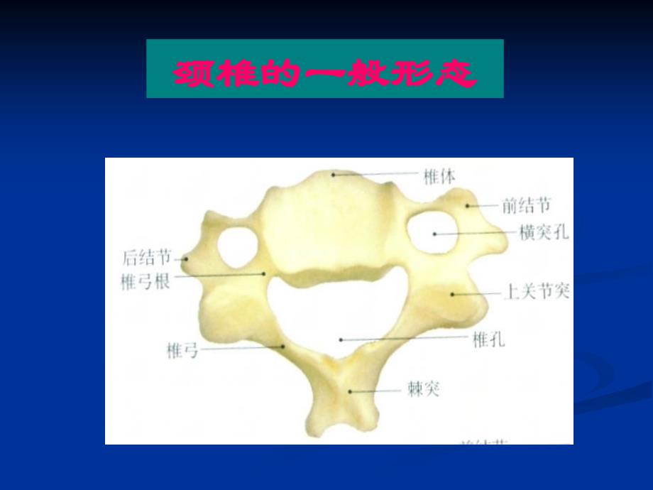 脊髓型颈椎病的诊治_第4页