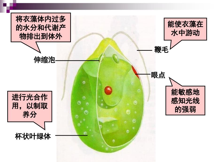 五节显微镜下各种生物_第3页