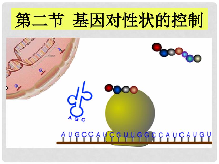 高中生物 4.2 基因对性状的控制课件 新人教版必修2_第1页