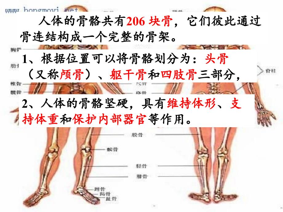 5人的运动系统和保健_第3页