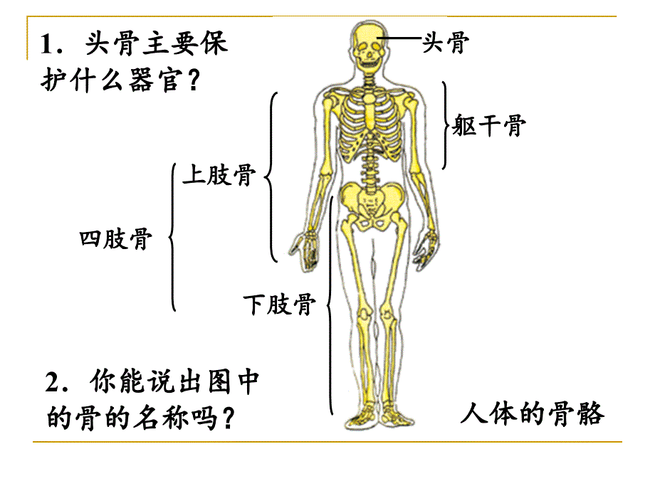 5人的运动系统和保健_第4页