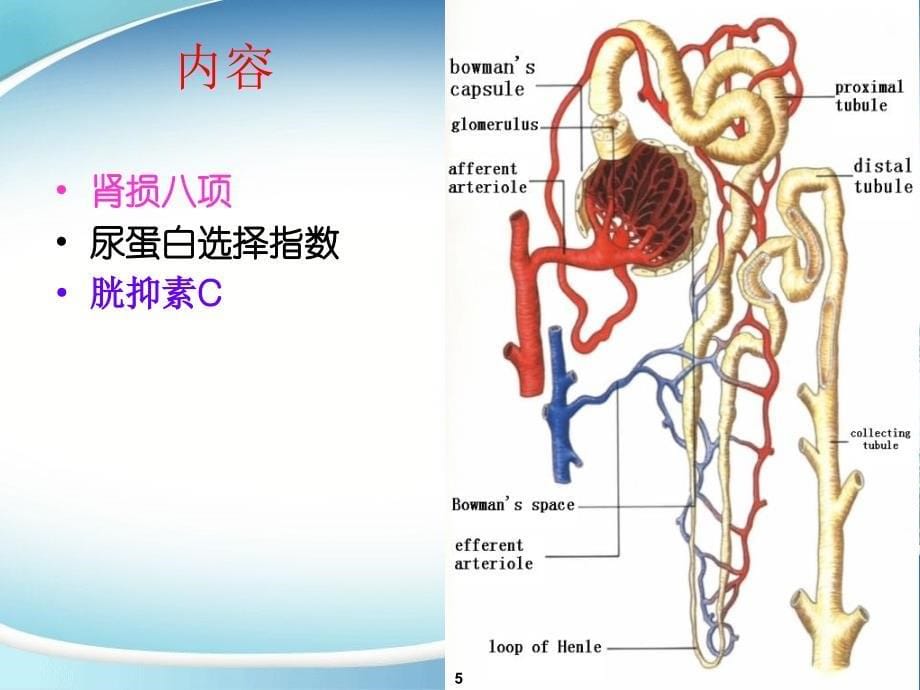 特色检验肾损八项PPT课件_第5页