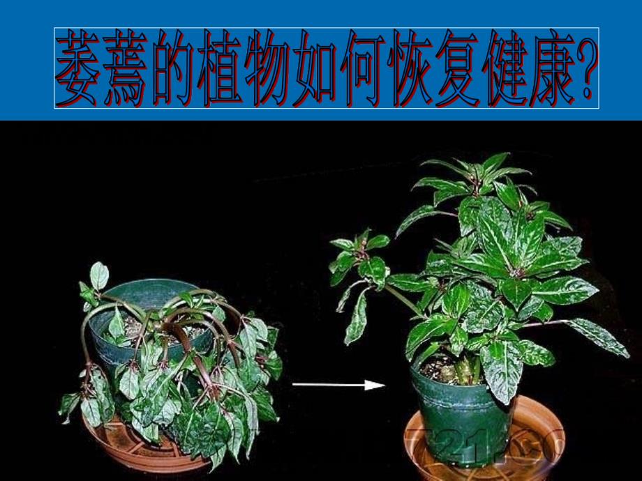 第三章第一节水分进入植物体内的途径课件_第2页