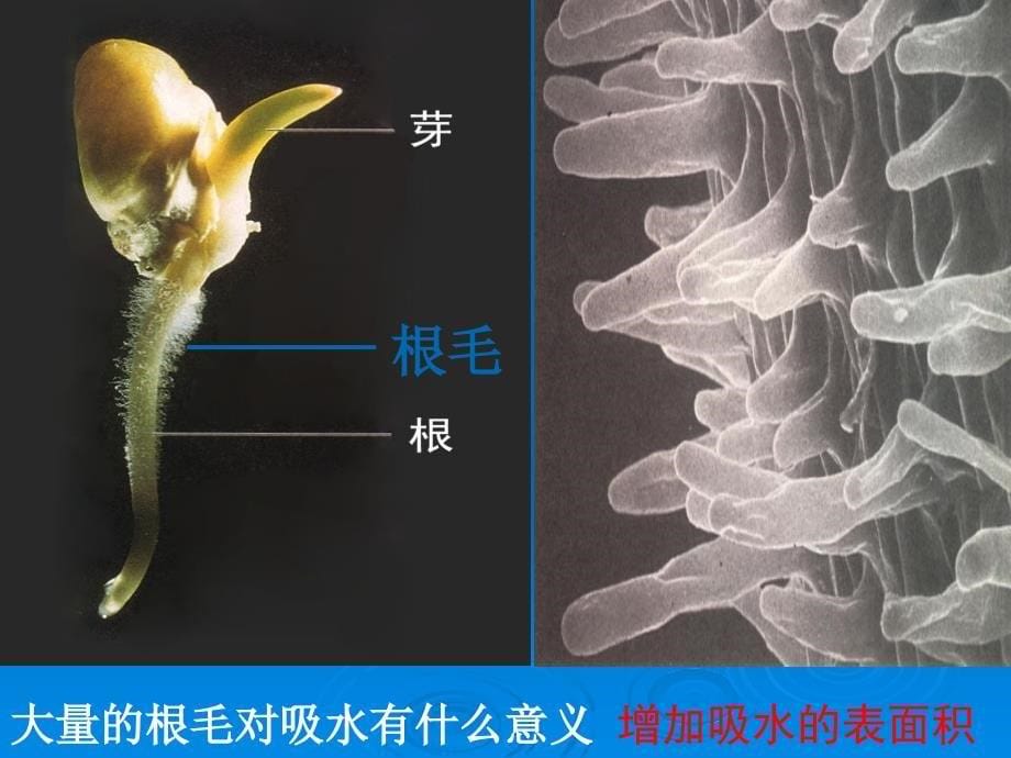 第三章第一节水分进入植物体内的途径课件_第5页