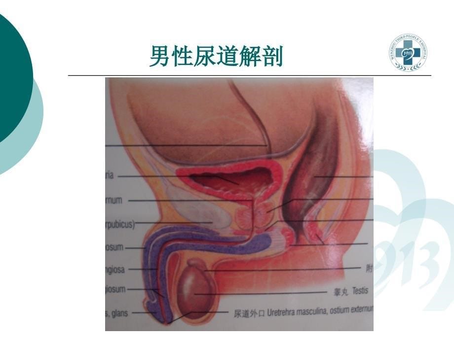 外科学教学课件：泌尿、男生殖系统外科检查和诊断_第5页