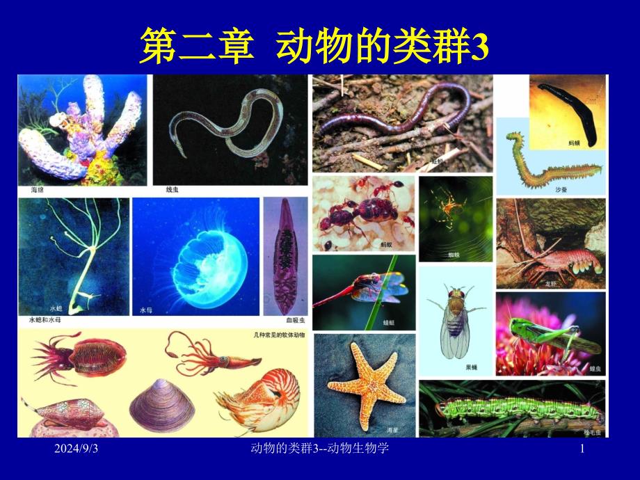 初中生物课件：2动物的类群3软体节肢动物_第1页