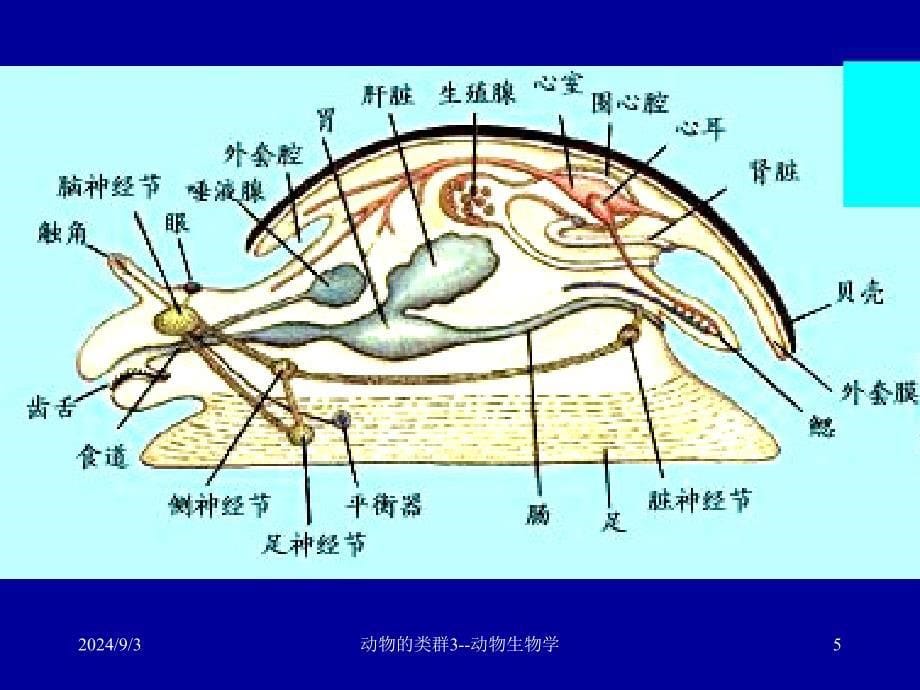 初中生物课件：2动物的类群3软体节肢动物_第5页