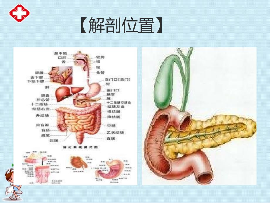 胰腺癌病人的护理ppt (2).ppt_第2页