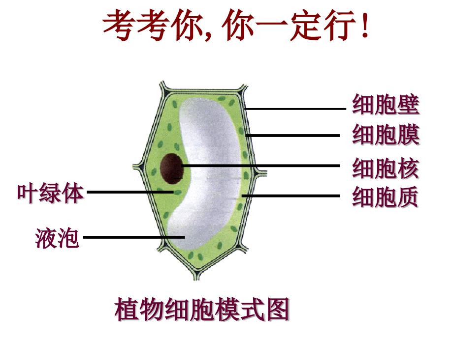 安徽省七年级生物上册2.1.4细胞的生活课件1 新人教版.ppt_第2页