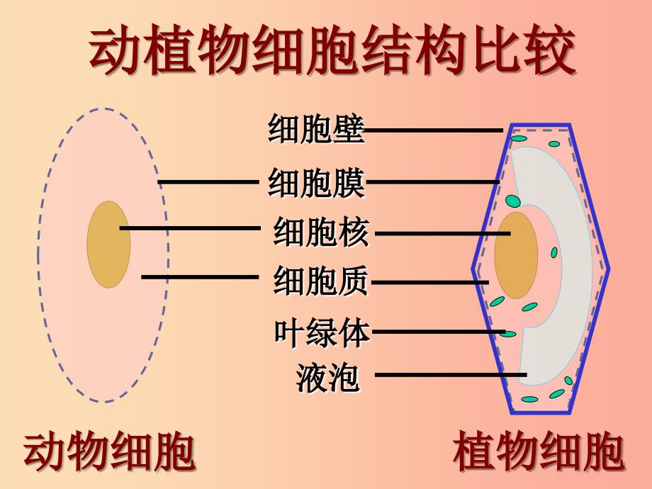 安徽省七年级生物上册2.1.4细胞的生活课件1 新人教版.ppt_第4页