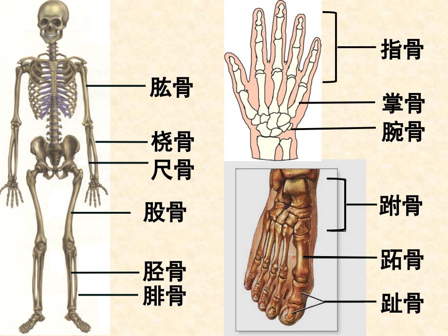 人教课标版初中生物八年级上册第五单元第二章第一节动物的运动_第4页