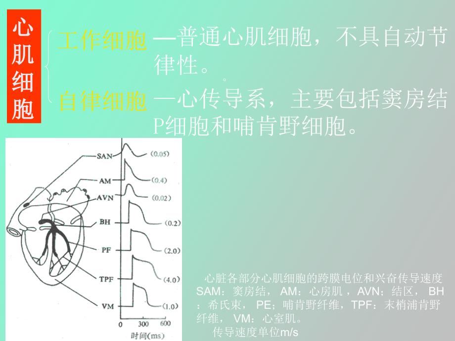 心肌细胞的生物电现象_第2页