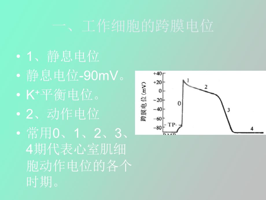 心肌细胞的生物电现象_第3页