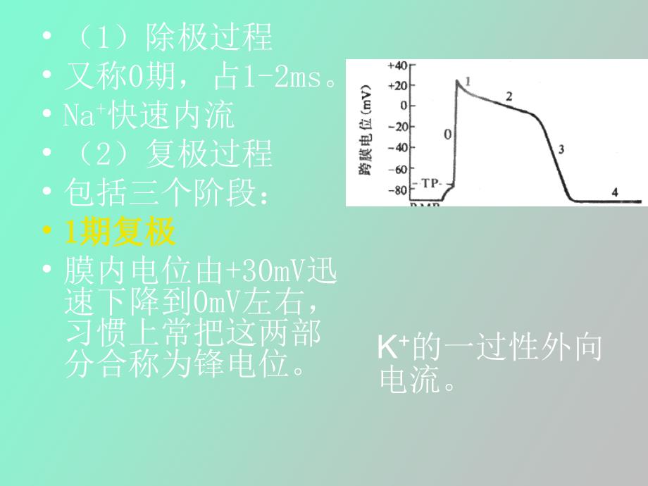 心肌细胞的生物电现象_第4页