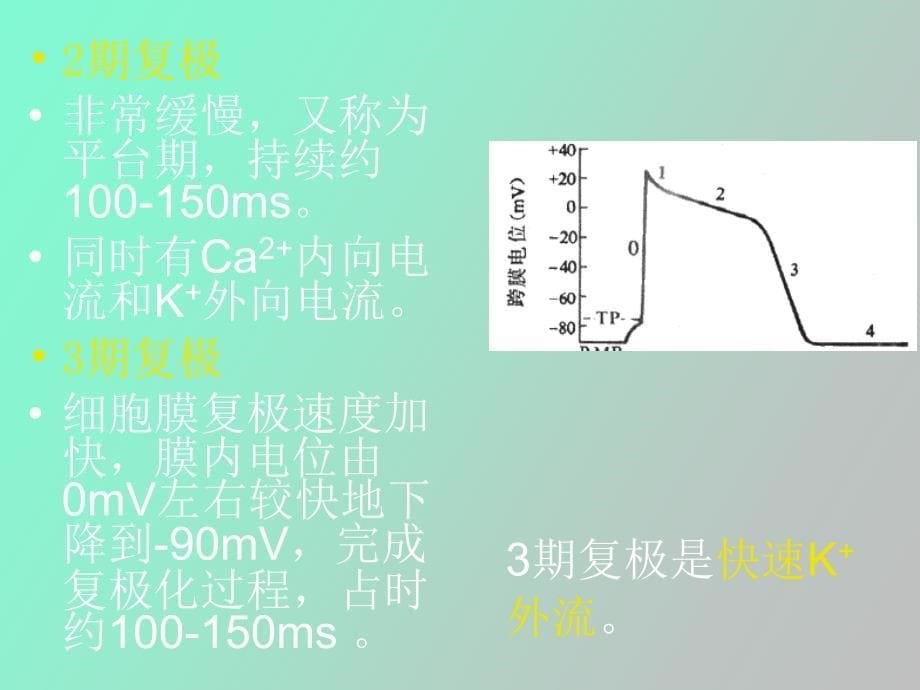 心肌细胞的生物电现象_第5页