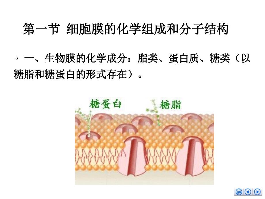 4细胞膜的分子生物学_第3页